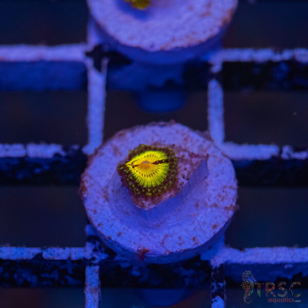 Butt Muncher Zoa J11