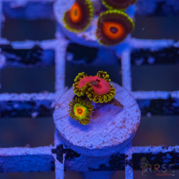 Pink Diamond X Rasta Zoa J12