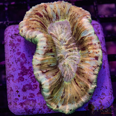 Multi-Color Peach Trachy A01