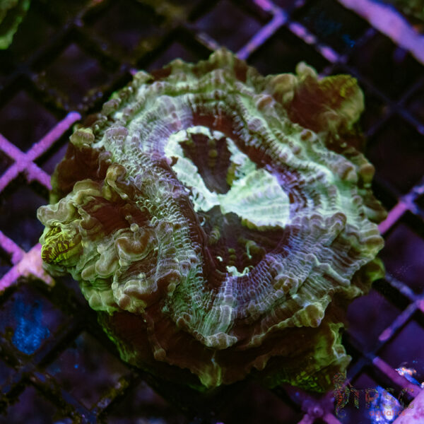 Green Mottled AUS Acantho A02