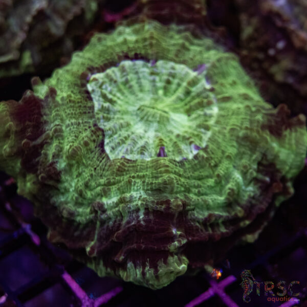Green Mottled AUS Acantho A03