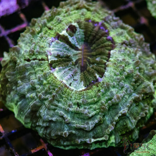Green Mottled AUS Acantho A04