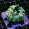 Green Mottled AUS Acantho A05 1 TRSC 09152025 ACANTHO A05