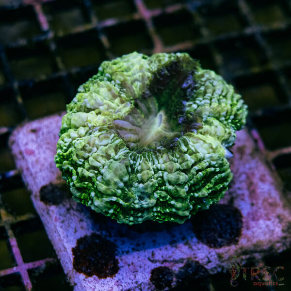 Green Mottled AUS Acantho A05