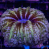 Peach Pink Indophyllia/Cynarina B01