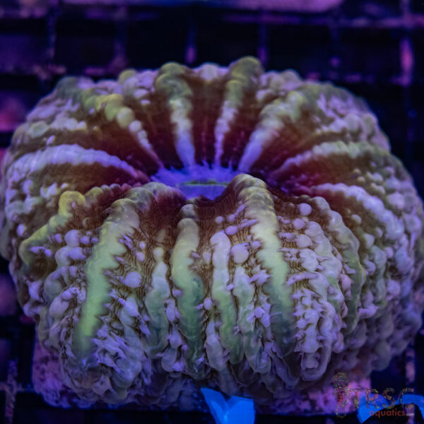 Peach Pink Indophyllia/Cynarina B01