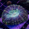 Premium Red/Green Acantho B02