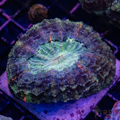 Premium Red/Green Acantho B02
