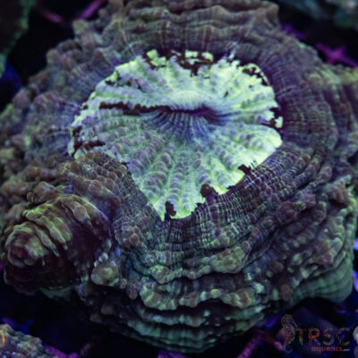 Green Mottled AUS Acantho B03