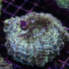 Green Mottled AUS Acantho B04