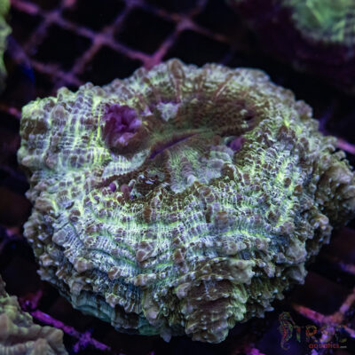 Green Mottled AUS Acantho B04