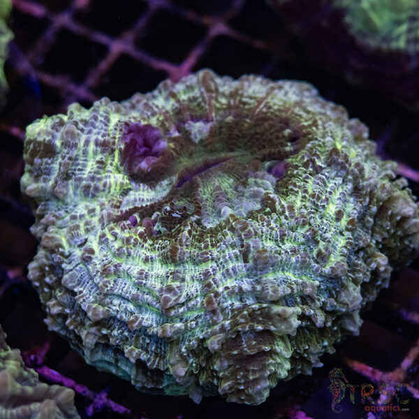 Green Mottled AUS Acantho B04