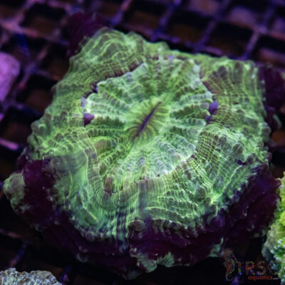 Green Mottled AUS Acantho B05