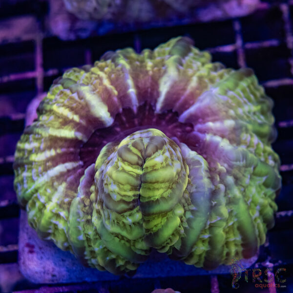 Yellow Peach  Indophyllia/Cynarina C01
