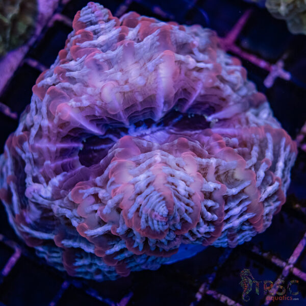 Pink and Blue Indophyllia C02