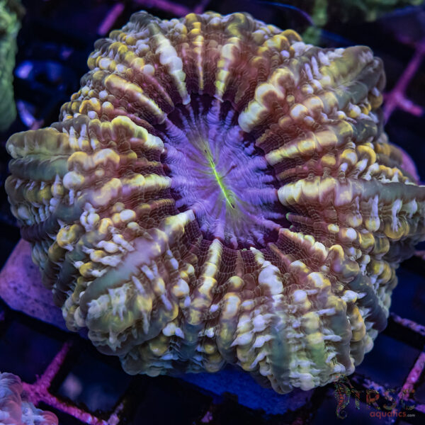 Camo Indophyllia C03