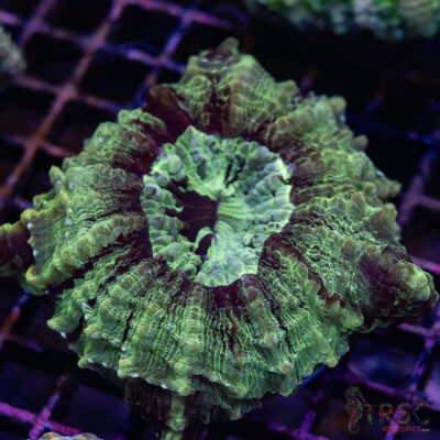 Green Mottled AUS Acantho C04