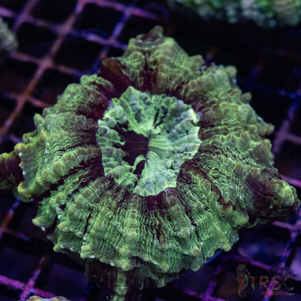 Green Mottled AUS Acantho C04