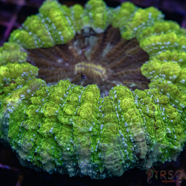 Bright Green Acantho XL C05