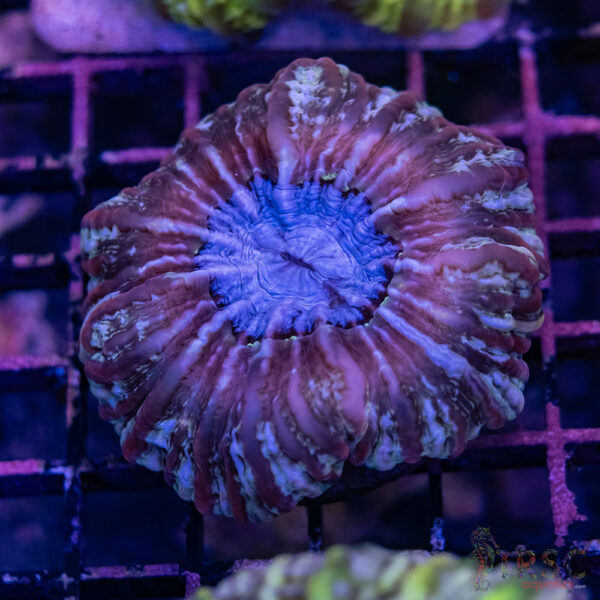Pink Ring  Indophyllia/Cynarina D01
