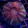 Bleeding Bullet Acanthophyllia D02 1 TRSC 09152025 ACANTHO D02