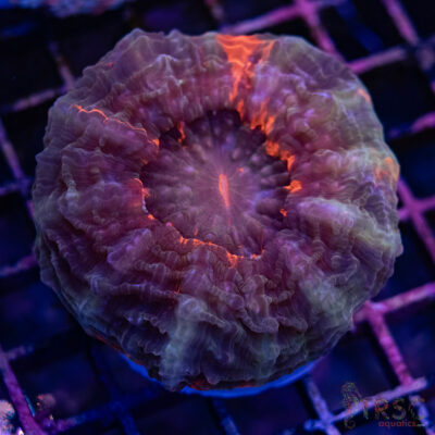 Bleeding Bullet Acanthophyllia D02