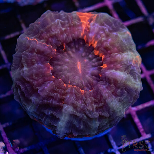 Bleeding Bullet Acanthophyllia D02