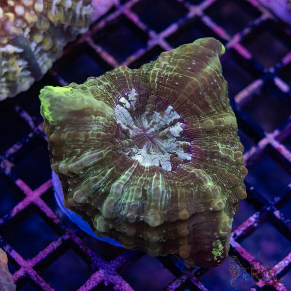 Green Mottled AUS Acantho D03