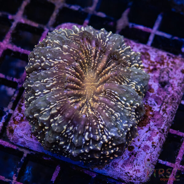 Sparkle Acantho D04