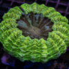 Bright Green Acantho XL D05