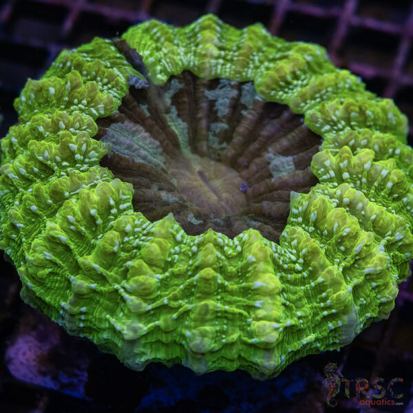 Bright Green Acantho XL D05