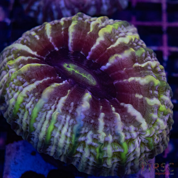 Green Vein Indophylia E01