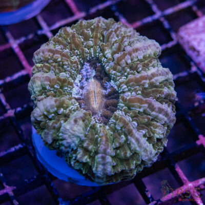 Mottled AUS Acanthophyllia E02