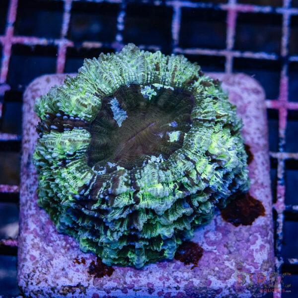 Teal AUS Acanthophyllia E03