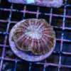 Color Mix Indophyllia E04