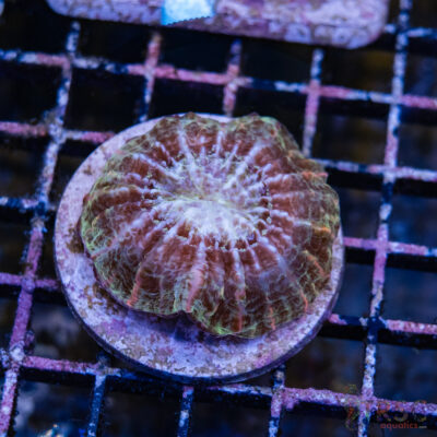 Color Mix Indophyllia E04