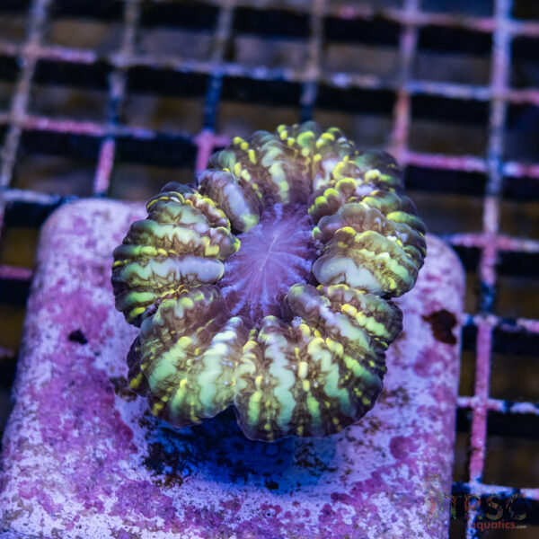 Green and Gold Indophyllia E05