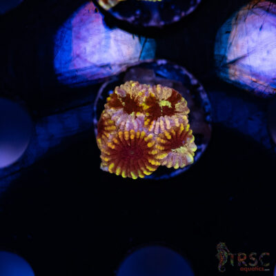 TRSC My Bloody Valentine A01