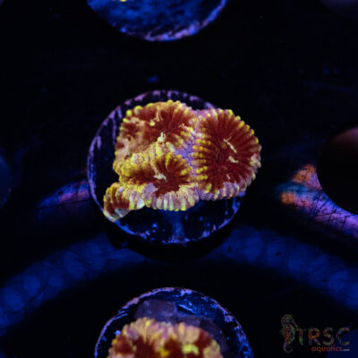 TRSC My Bloody Valentine A02