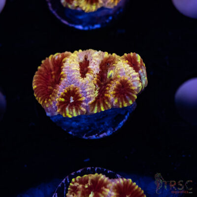 TRSC My Bloody Valentine A03