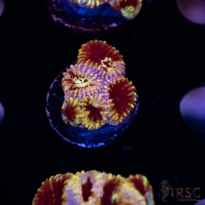 TRSC My Bloody Valentine A04