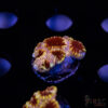TRSC My Bloody Valentine A15 2 TRSC 09152025 CHALICE A15