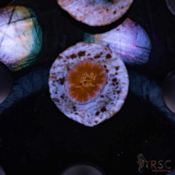TRSC AUS Fat Head Dendro B01