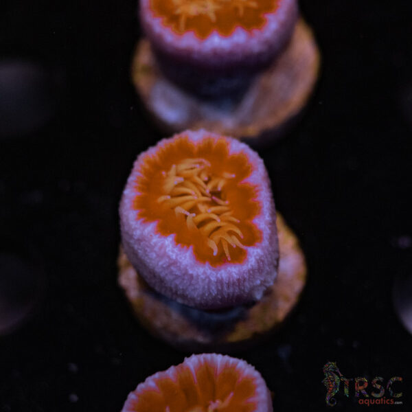 TRSC AUS Fat Head Dendro B08