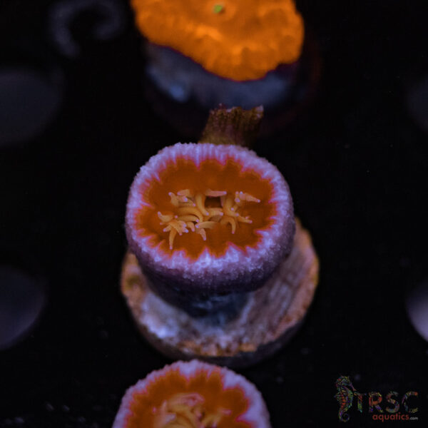 TRSC AUS Fat Head Dendro B09