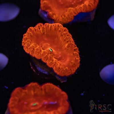 LIVE CORALS FOR SALE LPS, SPS, SOFTIES & DRY GOODS 27 TRSC Iron Man Blasto Wellsi B14