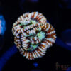 AUS Rainbow Wilsoni Frag C01