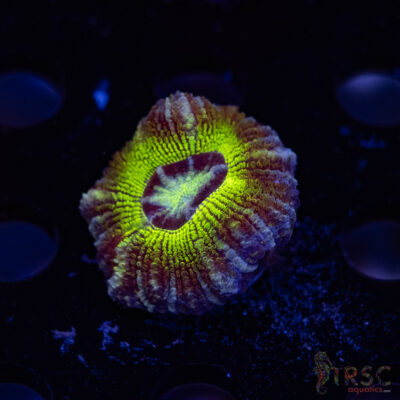 Asian Rainbow Acan C06