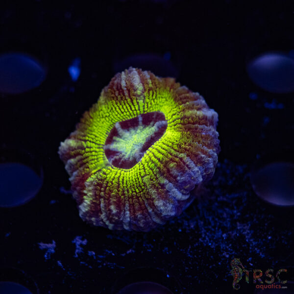 Asian Rainbow Acan C06