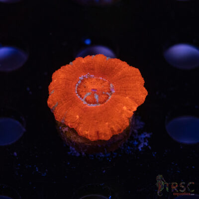 Asian Rainbow Acan C07